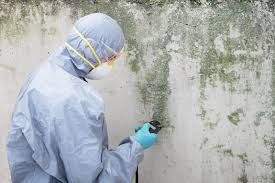 Best Black Mold Removal in Hawaiian Beaches, HI